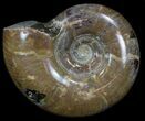 Polished Ammonite (Anapuzosia) - Madagascar #34224-1